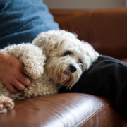 Mann mit Hund auf dem Sofa