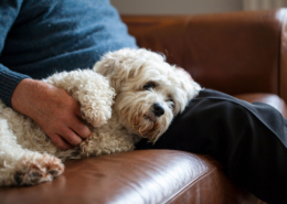 Mann mit Hund auf dem Sofa